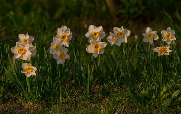 Mehrere Tulpen Und Narzissenblüten Die Von Der Sonne Auf Einem — Stockfoto