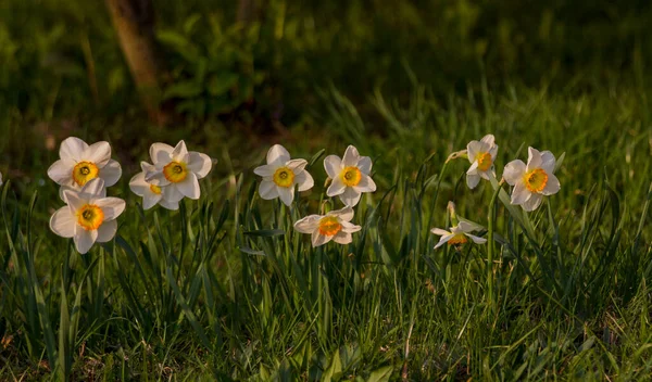Diversi Fiori Tulipano Narcisi Illuminati Dal Sole Uno Sfondo Sfocato — Foto Stock