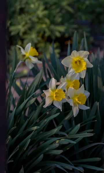 Diversi Fiori Illuminati Dal Sole Uno Sfondo Sfocato Erba — Foto Stock