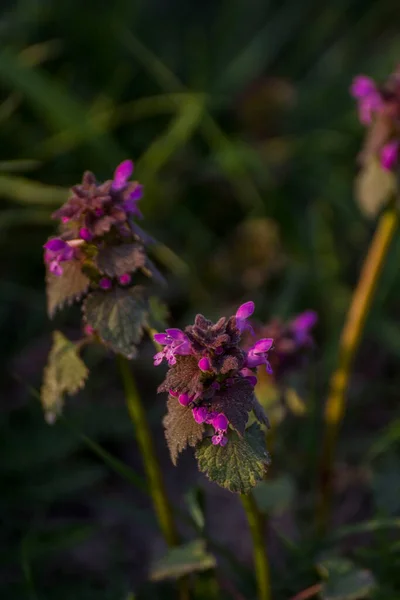 Várias Flores Iluminadas Pelo Sol Fundo Turvo Grama — Fotografia de Stock