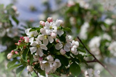 # Güzel beyaz kiraz çiçekleri # # Bahar güneşi tarafından aydınlatılır # # Ayrılığın bulanık arka planında #