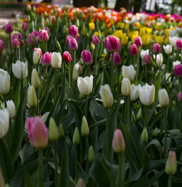 Baharda su tarafından aydınlatılan güzel renkli laleleri olan çayır.