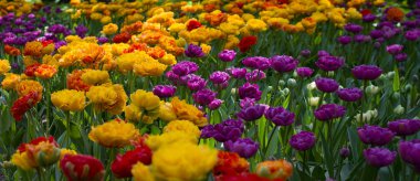 Parlak su tarafından aydınlatılan çok renkli lalelerle benekli büyük bir açıklık.