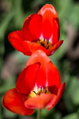 Güzel kırmızı laleler, bahar güneşi tarafından aydınlatılmış bulanık bir arka planda