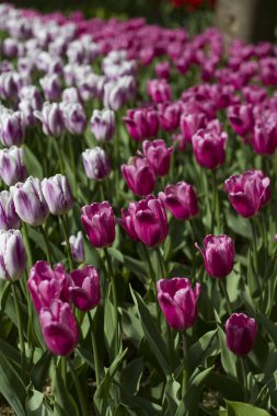 Çiçeklerin bulanık arka planında bir sürü mor pembe laleyle kaplı bir açıklık.