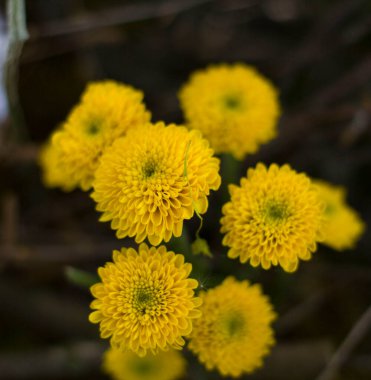 Sarı kasımpatıların çok güzel bir kompozisyonu. Bulanık yeşil bir zemin üzerinde. Neşeli bir bahar suyu tarafından aydınlatılmış.