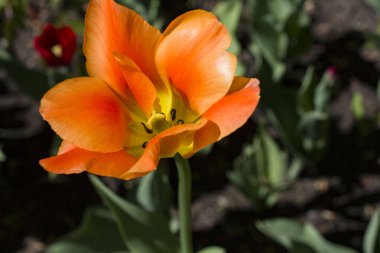 Büyük turuncu laleler bahar güneşi tarafından aydınlatılıyor yaprakların ve toprağın bulanık arka planında.