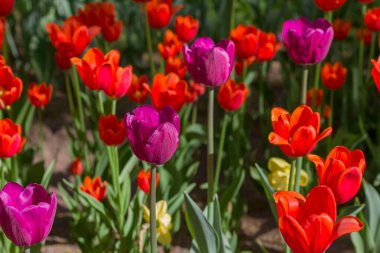Baharda su tarafından aydınlatılan güzel renkli laleleri olan çayır.