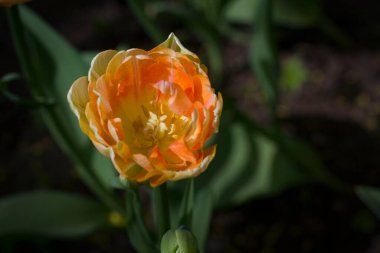 Bahar güneşi tarafından aydınlatılan büyük sarı laleler yaprakların bulanık zemininde ve soi