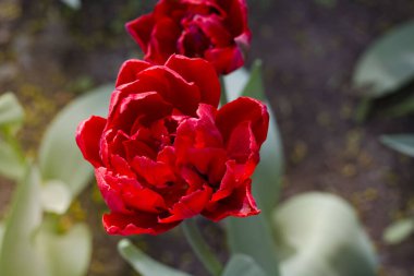 # Güzel kırmızı ve pembe laleler # # Bahar güneşi tarafından aydınlatılır # # Bulanık bir arka planda #