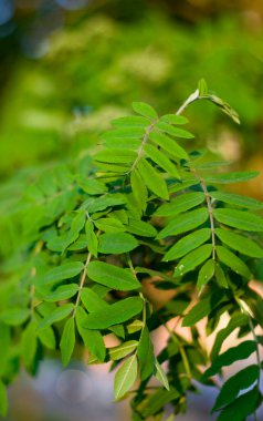 Güneş tarafından aydınlatılan yeşil yapraklı dallar bulanık bir sırt grubunda