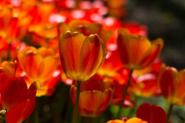Güneş tarafından aydınlatılan büyük kırmızı-sarı laleler arkaplandaki benekli çiçeklere karşı.