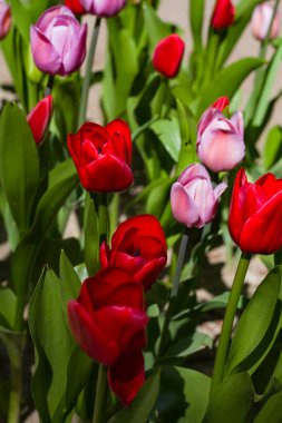 Büyük parlak renkli laleleri olan çiçek tarhı. Güneş tarafından aydınlatılıyor.