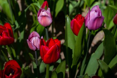Büyük parlak renkli laleleri olan çiçek tarhı. Güneş tarafından aydınlatılıyor.