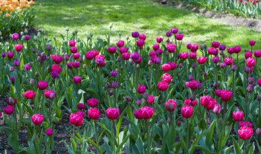 Bahar güneşinin aydınlattığı çok renkli lalelerle dolu çayır.