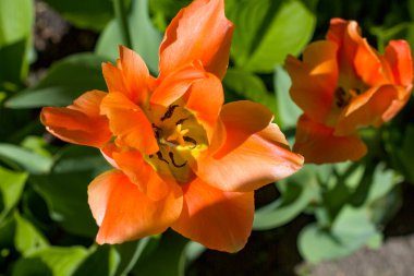 Güneş tarafından aydınlatılan büyük kırmızı-sarı laleler arkaplandaki benekli çiçeklere karşı.