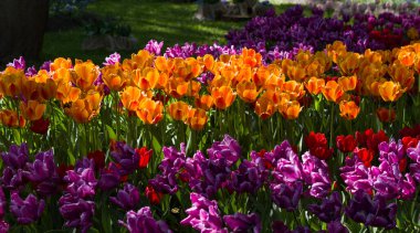 Bahar güneşinin aydınlattığı çok renkli lalelerle dolu çayır.