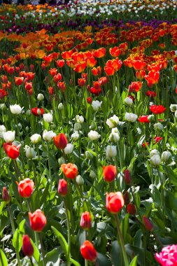 Bahar güneşinin aydınlattığı çok renkli lalelerle dolu çayır.