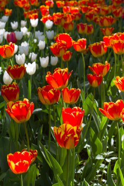 Güneş tarafından aydınlatılan büyük kırmızı-sarı laleler arkaplandaki benekli çiçeklere karşı.