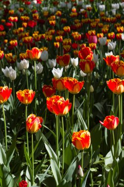 Bahar güneşinin aydınlattığı çok renkli lalelerle dolu çayır.