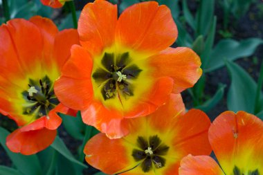 Geniş turuncu laleleri olan, güneş tarafından aydınlatılmış çiçek tarhı