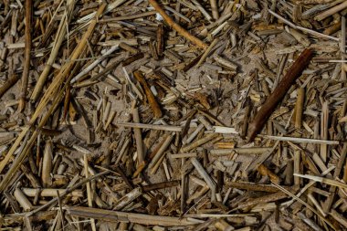 Kumsaldaki kumların üzerindeki molozlar güneş tarafından aydınlatılıyor.