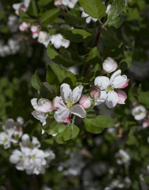 Beyaz pembe kiraz çiçekleri ve güneşli bir günde yapraklar.