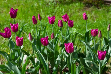 Bahar güneşinin aydınlattığı çok renkli lalelerle dolu çayır.