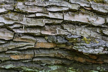 Ağaç kabuğunun deseni oyuklar ve oyuklar ile doğal metamorfoz