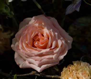 Bir buketteki güzel büyük güller Bulanık bir sırtüstü