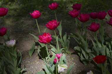 Çiçeklerin bulanık arka planında bir sürü mor pembe laleyle kaplı bir açıklık.
