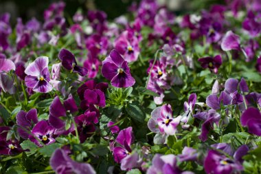 Parlak güneşin aydınlattığı nonoş çiçekler.