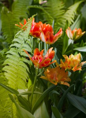 Parlak su tarafından aydınlatılan çok renkli lalelerle benekli büyük bir açıklık.