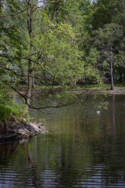 Gölün kıyısındaki bir ağaç karşı kıyıda ve ormanın bulanık arka planında güneş tarafından aydınlatılıyor.
