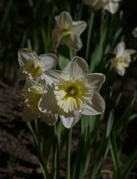 Grande Fiore Bianco Illuminato Dal Sole Primaverile Uno Sfondo Sfocato — Foto Stock