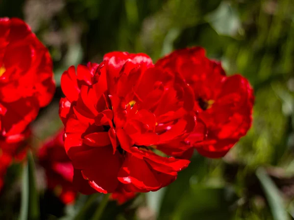 Beautiful Red Tulips Lit Spring Sun Blurred Background Leave — Stock Photo, Image