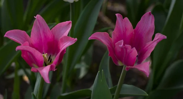 Grandes Tulipanes Granate Rojos Cerca Iluminados Por Sol Primavera Sobre — Foto de Stock