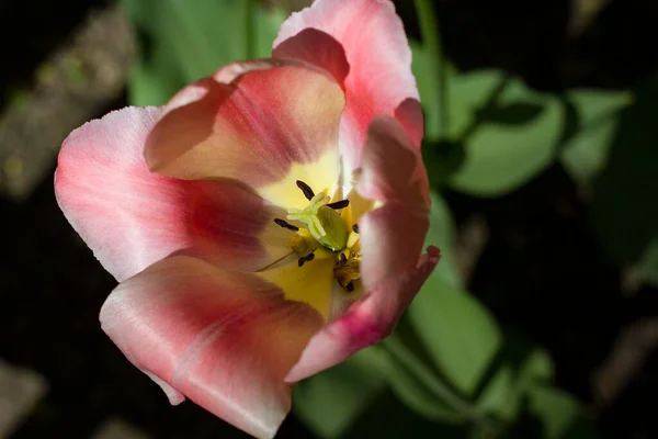 Grandes Tulipanes Rosa Claro Con Rayas Blancas Cerca Iluminado Por — Foto de Stock