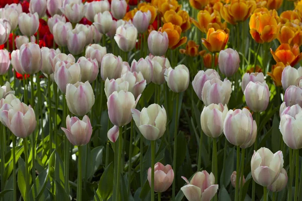 Wiese Mit Schönen Bunten Tulpen Frühling Beleuchtet Von Der Sonne — Stockfoto