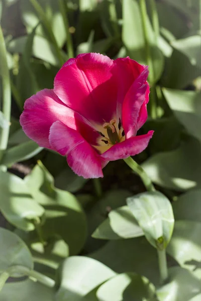 Grandes Tulipanes Rosa Claro Con Rayas Blancas Cerca Iluminado Por — Foto de Stock