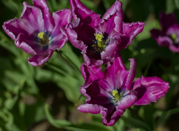 Glade Cubierto Con Muchos Tulipanes Rosa Violeta Sobre Fondo Borroso — Foto de Stock