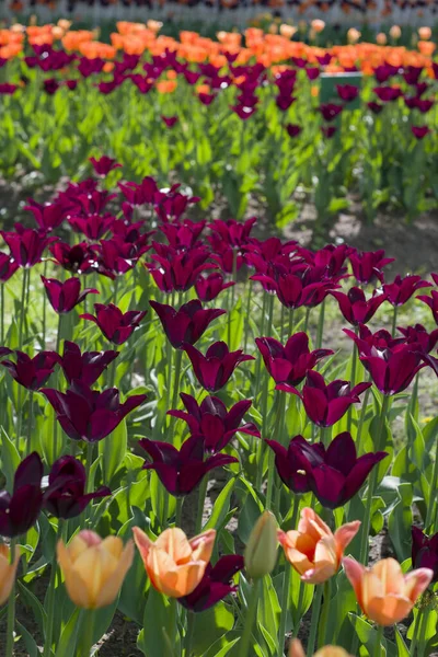 Wiese Mit Schönen Bunten Tulpen Frühling Beleuchtet Von Der Sonne — Stockfoto