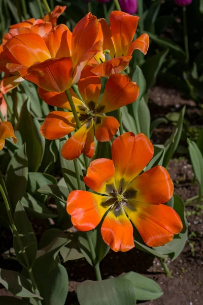 Große Leuchtend Rot Gelbe Tulpen Die Von Der Sonne Vor — Stockfoto