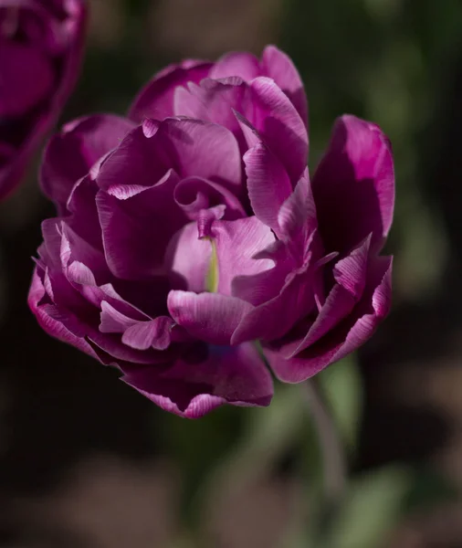 Belles Tulipes Violettes Près Éclairé Par Soleil Printemps Sur Fond — Photo