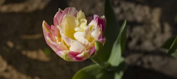 Mooie Witte Roze Tulpen Close Verlicht Door Lentezon Een Wazige — Stockfoto