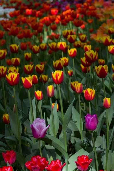 Feld Mit Großen Hellen Bunten Tulpen Beleuchtet Von Der — Stockfoto