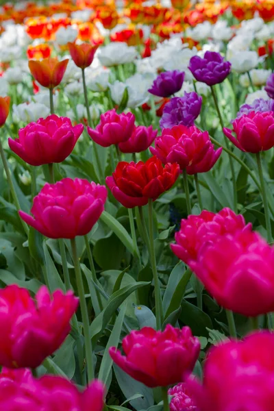 Eine Große Lichtung Übersät Mit Bunten Tulpen Beleuchtet Von Der — Stockfoto