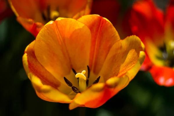 Grandes Tulipas Vermelho Amarelas Iluminadas Pela Primavera Brilhante — Fotografia de Stock