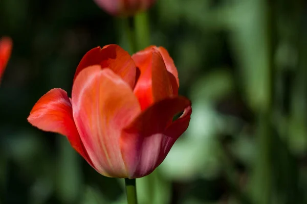 Hermosos Tulipanes Rojos Iluminados Por Sol Primavera Sobre Fondo Borroso — Foto de Stock