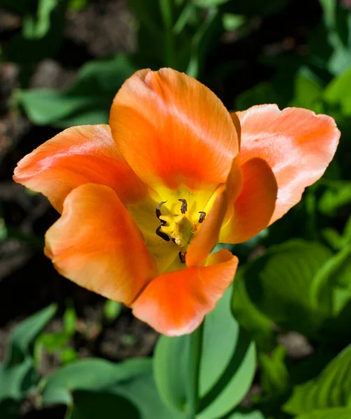 Grandi Tulipani Arancioni Ravvicinati Illuminati Dal Sole Primaverile Uno Sfondo — Foto Stock
